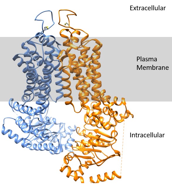 The structure of transmembrane ABCG2 channel.