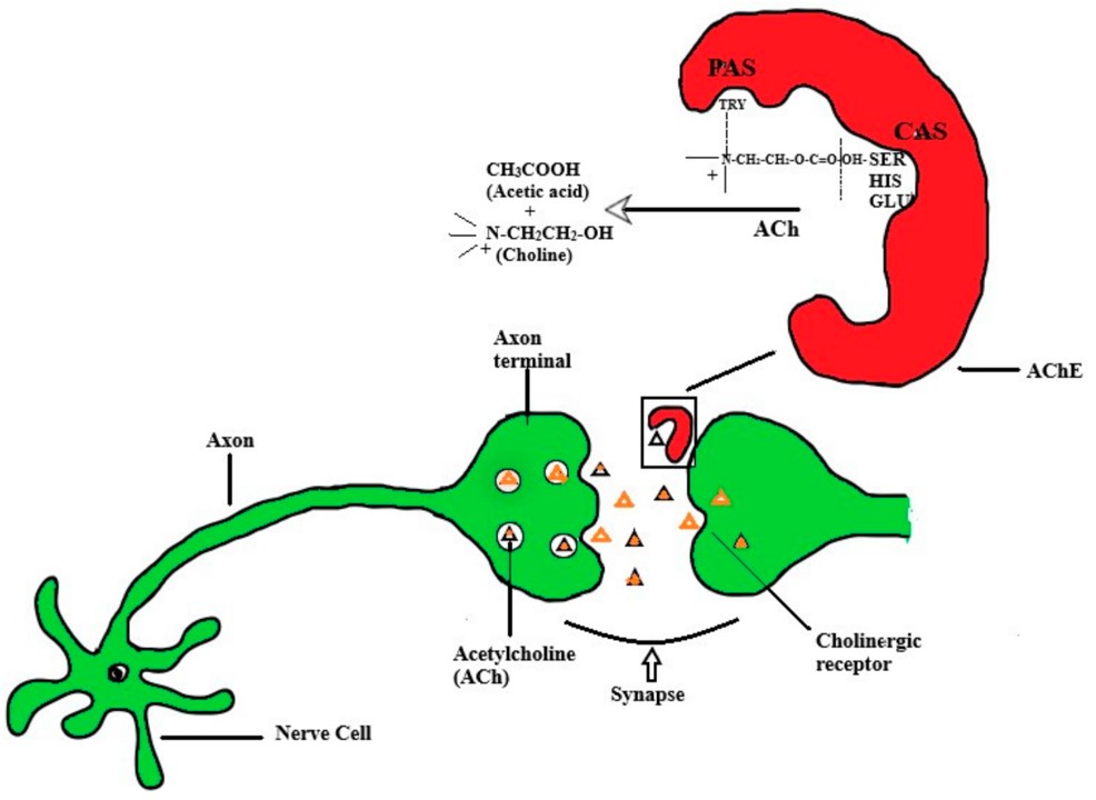 The release and transmission process of Ach and AchE functions.