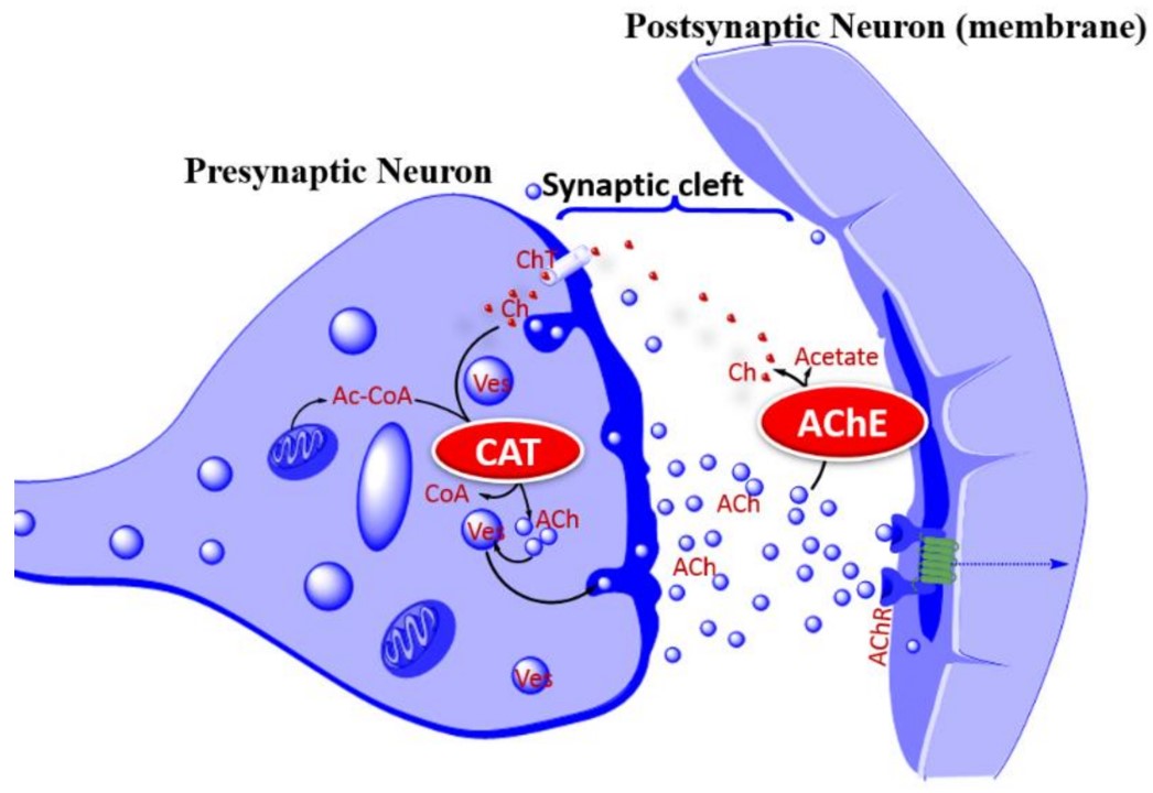 Role of cholinergic signaling in AD.