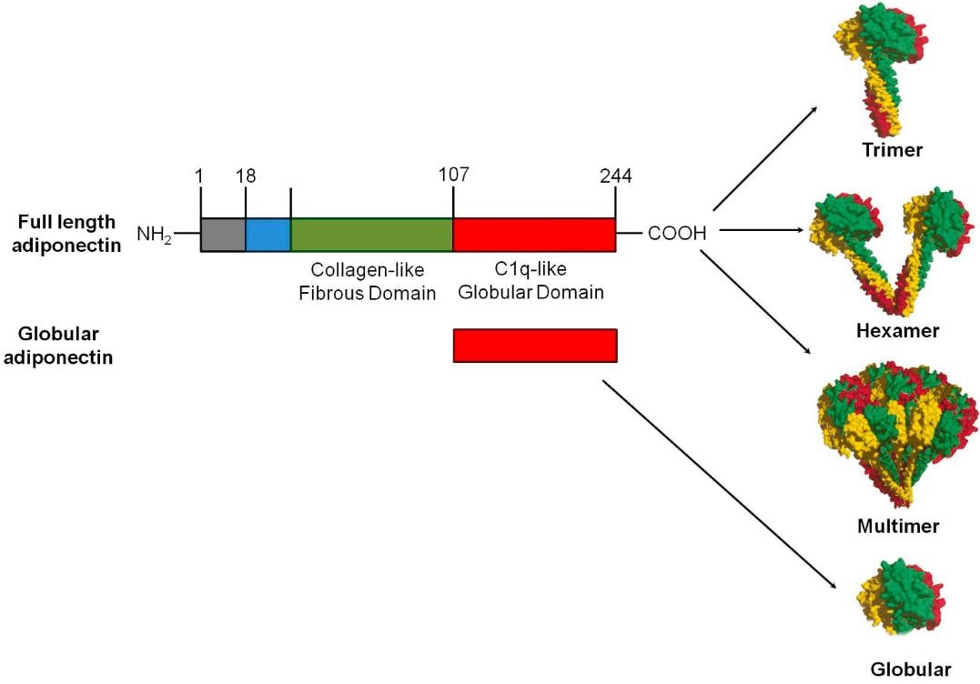Fig.1 Adiponectin structure. (Achari & Jain, 2017)