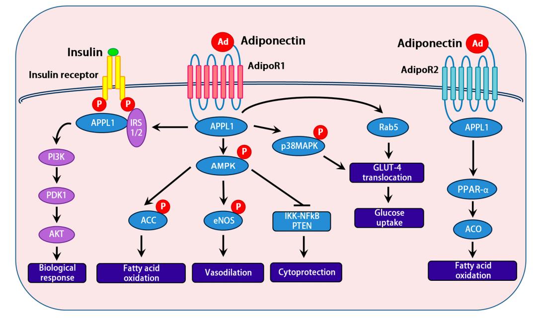 Fig.2 Adiponectin pathways. (Achari & Jain, 2017)