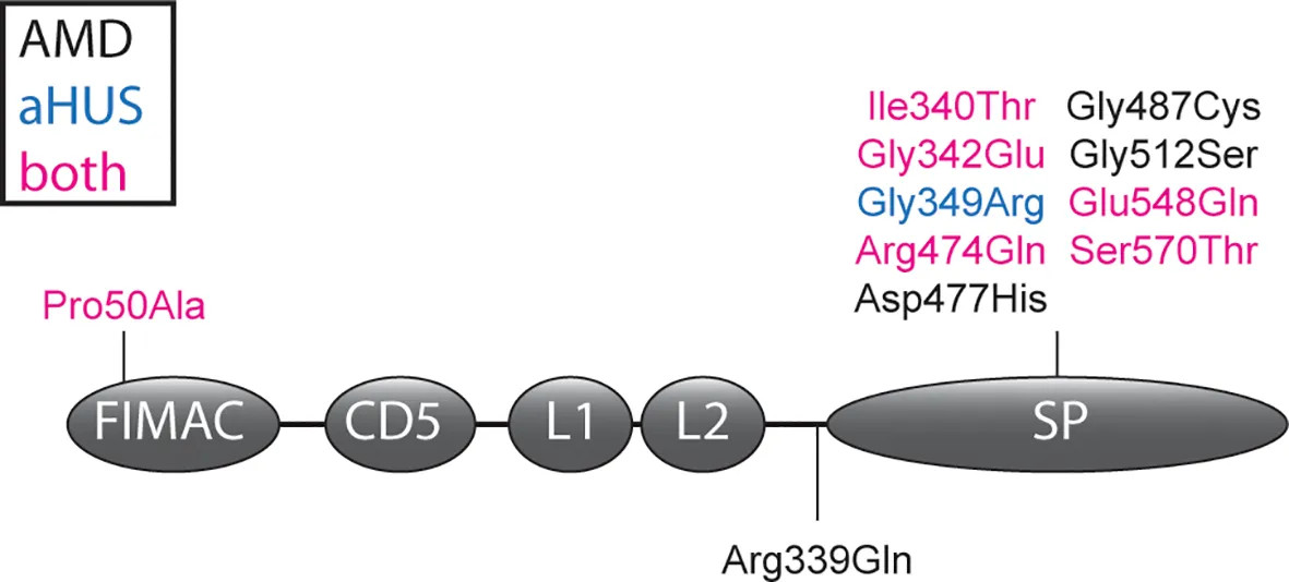 Complement factor I domain structure and CFI variants analyzed in AMD and aHUS
