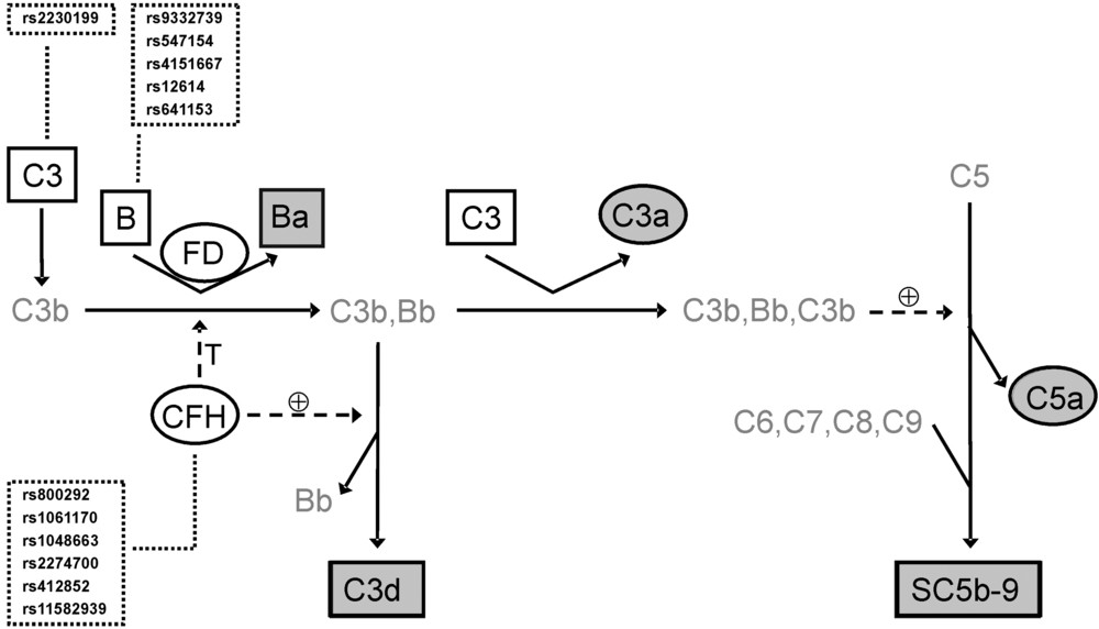 Alternative complement pathway proteins, activation markers, and AMD-associated polymorphic variants analyzed in a patient study