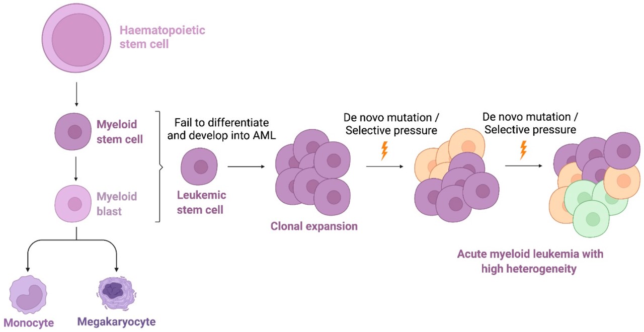AML is originated from the malignant haematopoietic stem cell.