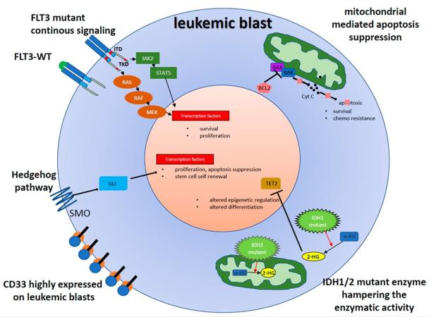 Schematic illustration of aberrant and potentially druggable signaling in leukemic blasts leading to cellular proliferation and survival advantage in AML.