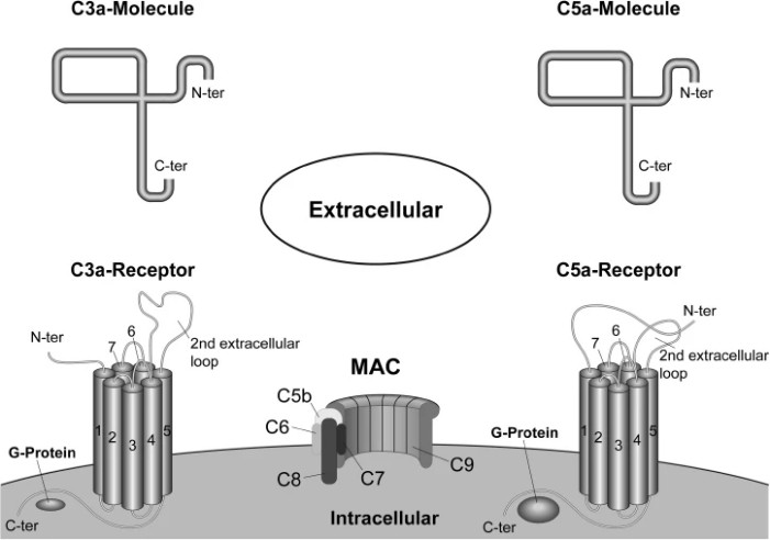 C3aR and C5aR. (Ehrnthaller, Christian, et al., 2011)