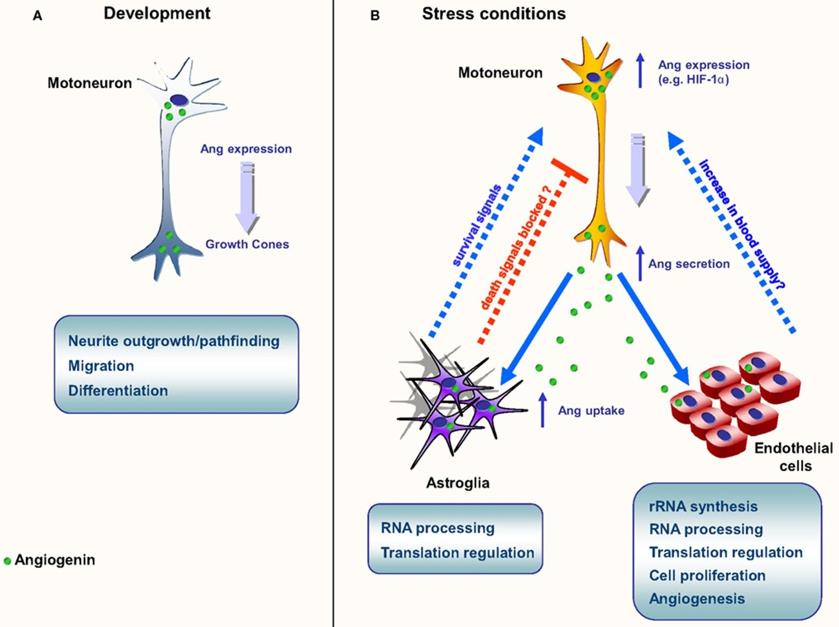 Functions and mechanisms of action of ANG.