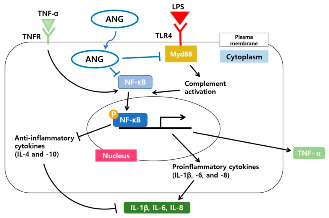Schematic model illustrating the signaling pathway by which ANG reduces the inflammatory responses involving Myd88 and the nuclear translocation of NF-κB in LPS-induced EIU.