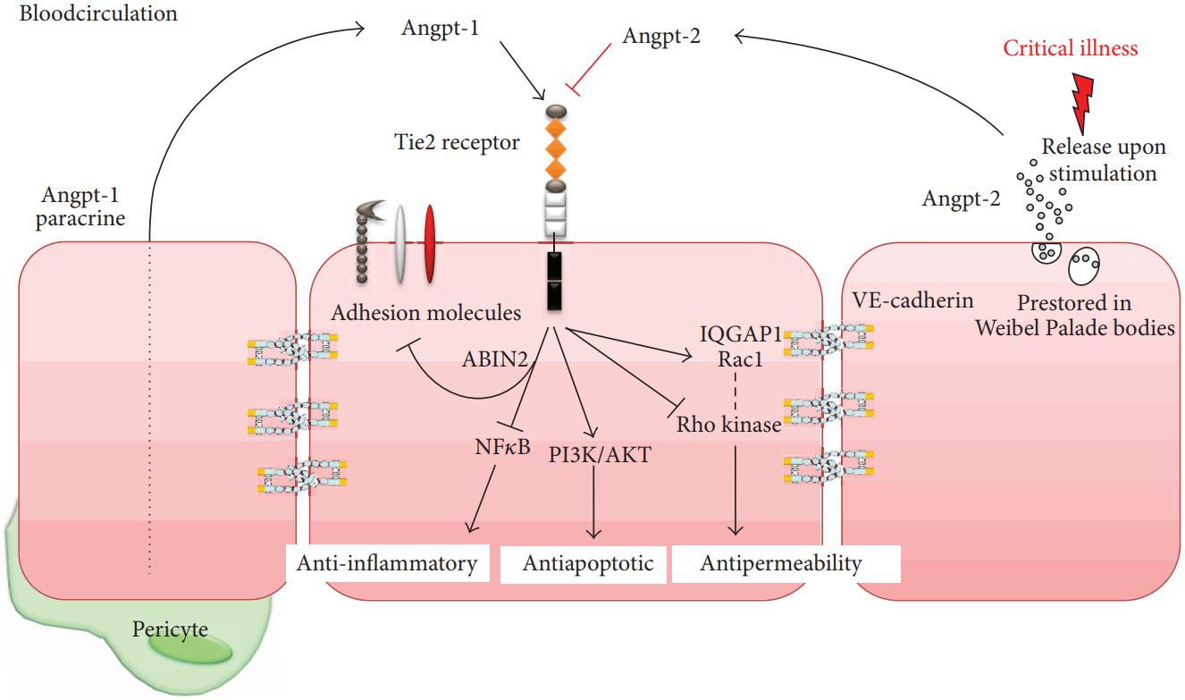 Function of the ANGPT/Tie2 system and related signaling pathways.
