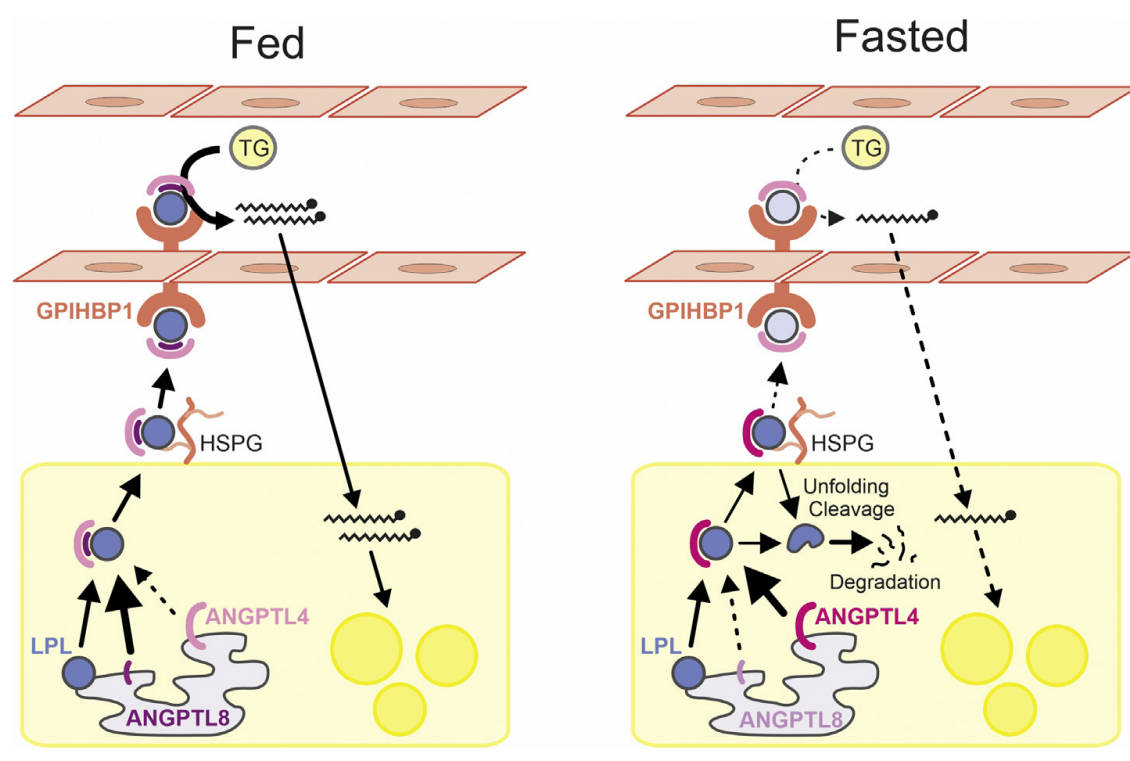 Models depicting the role of ANGPTL4 in LPL regulation in adipose tissue.