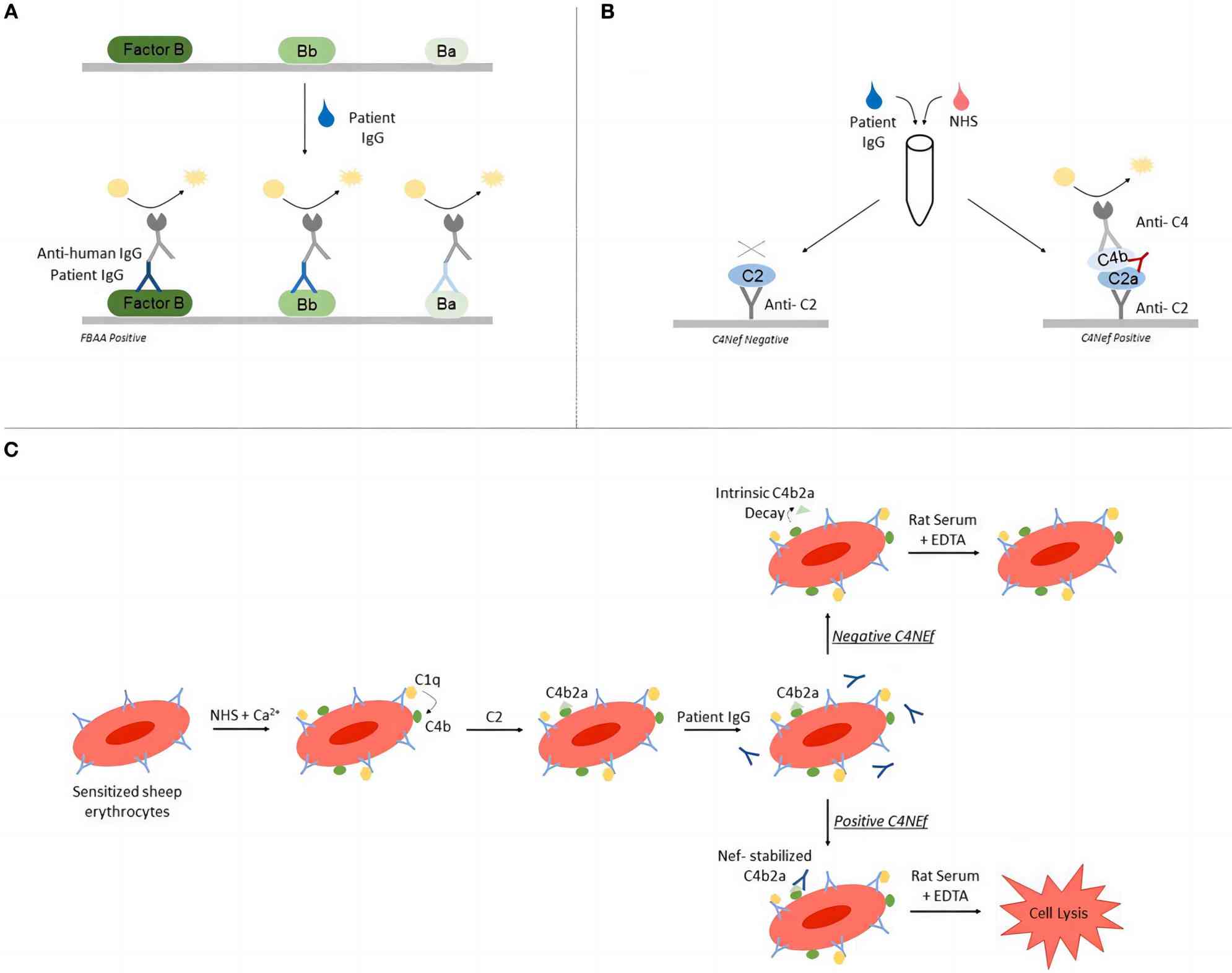 Fig. 1 The anti-FB autoantibody can be detected using ELISA. (Boguszewska et al., 2019)