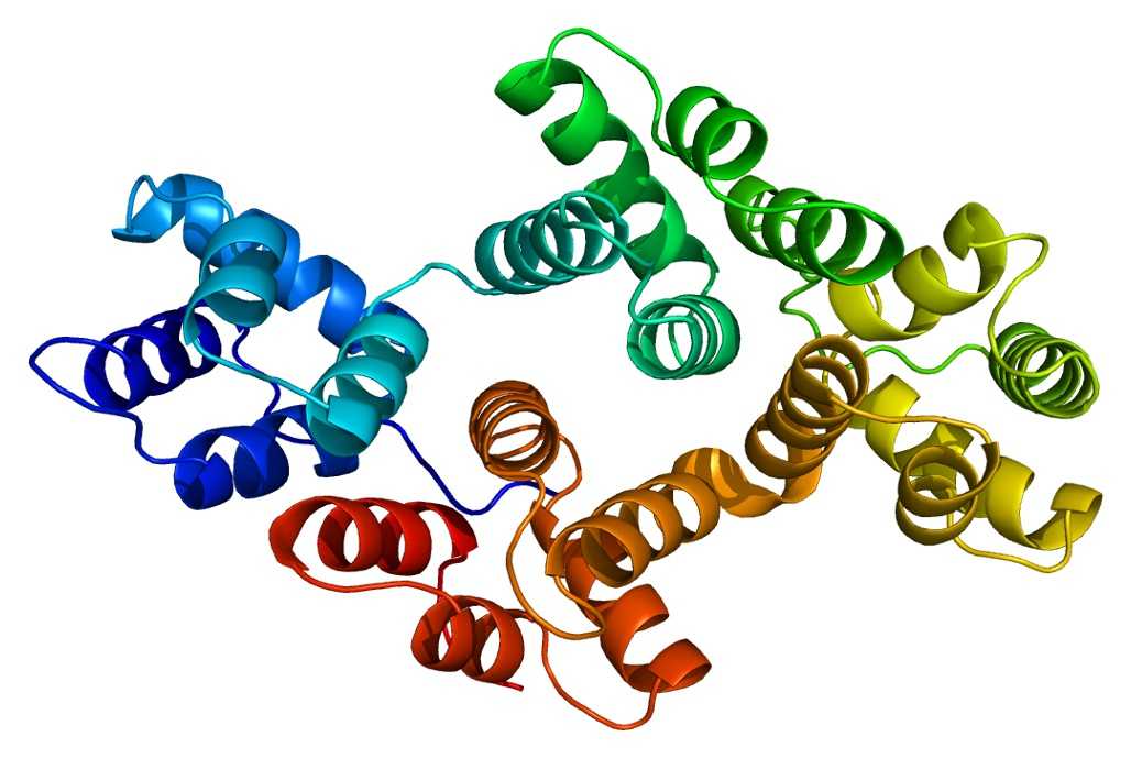 Structure of the ANXA4 protein.