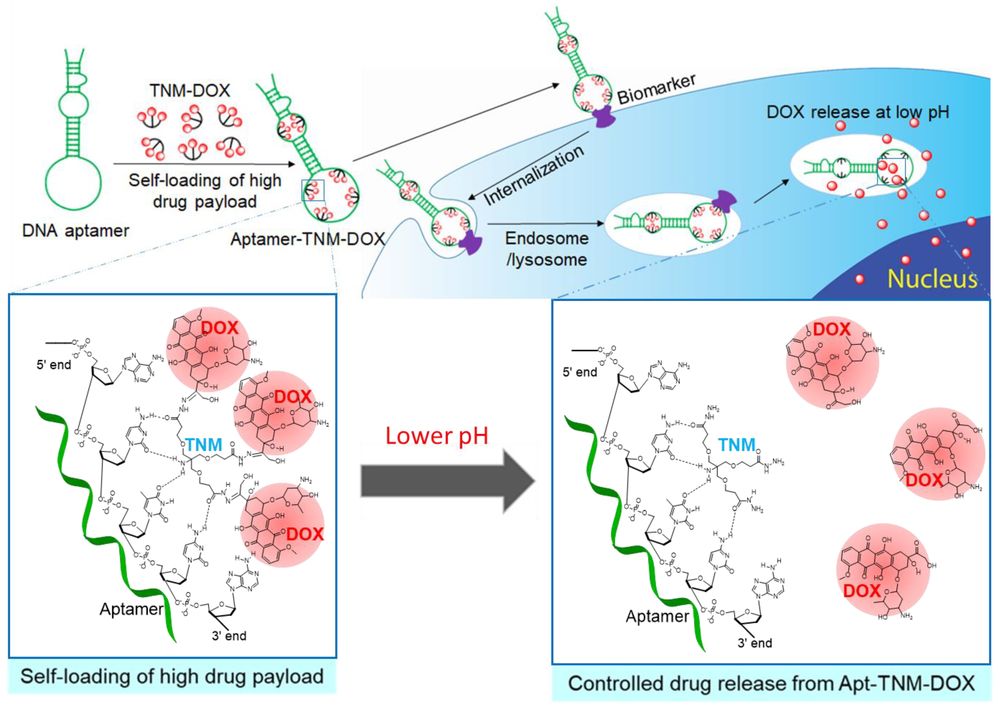 Aptamer TNM doxorubicin complex with pH-controlled lysosomal release