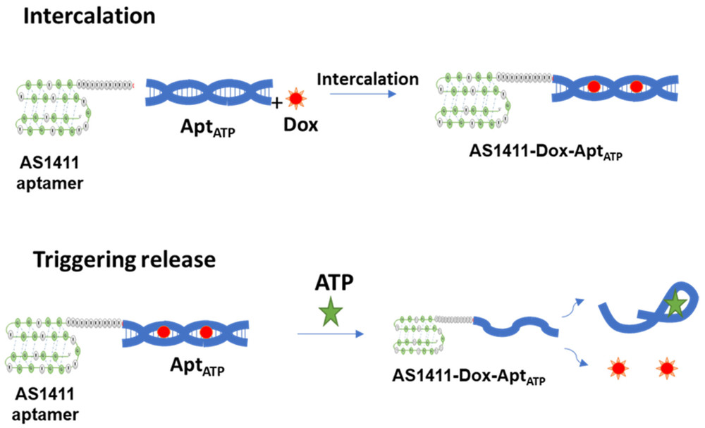 AS1411 ATP aptamer chimera designed for targeted and responsive doxorubicin release