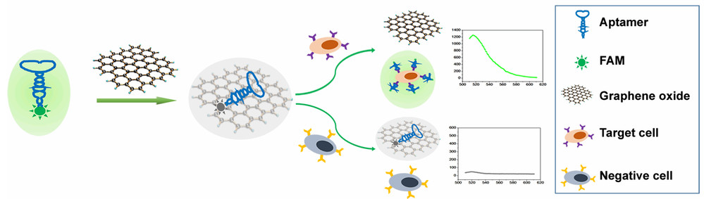 FAM-W3-GO for Cancer Cell Detection. (OA Literature)