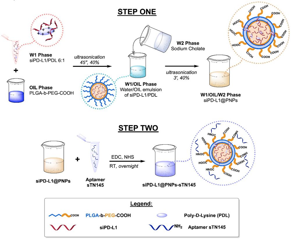 Schematic of aptamer-functionalized nanoparticles for PD-L1 siRNA delivery