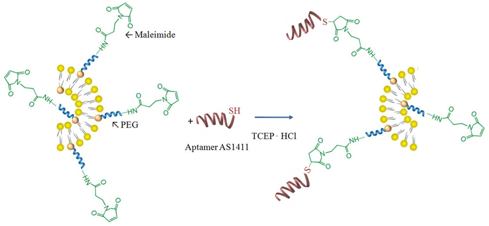 Aptamer-functionalized liposome research for basal cell carcinoma