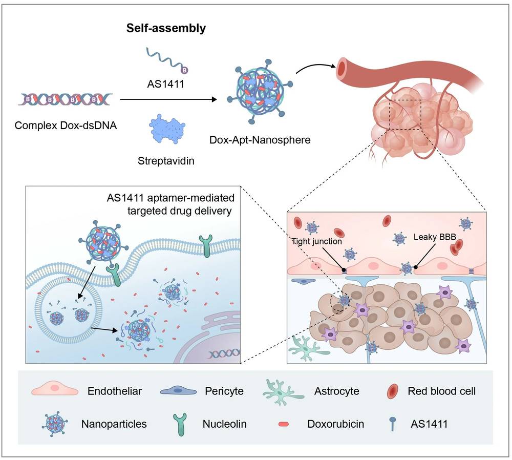 AS1411 aptamer-conjugated nanospheres for glioblastoma targeting