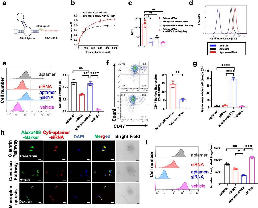 Design and characterization of a PD-L1 aptamer CD47 siRNA chimera
