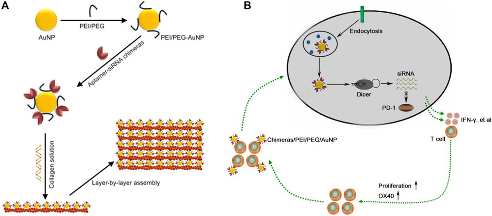 Construction of an OX40 aptamer PD-1 siRNA chimera and gold nanoparticle collagen system