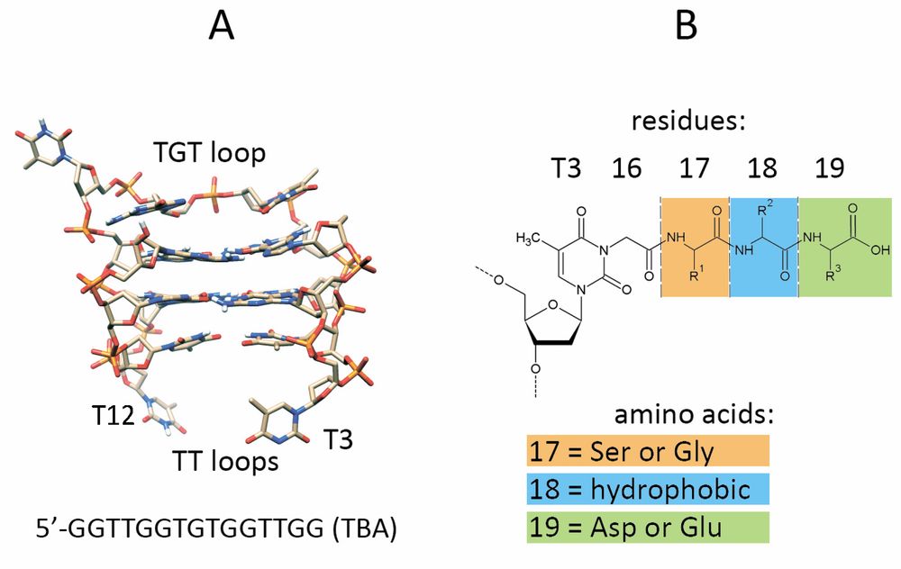 Thrombin-binding aptamer peptide conjugate design