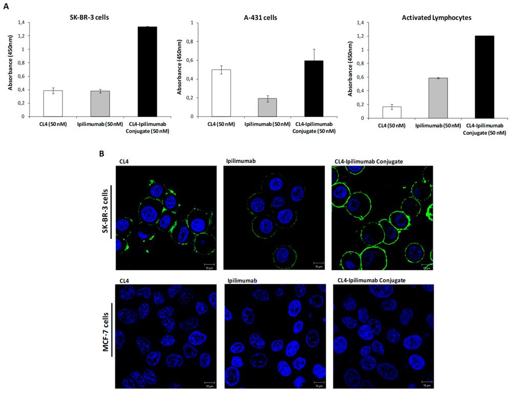 EGFR aptamer ipilimumab immunoconjugate characterization