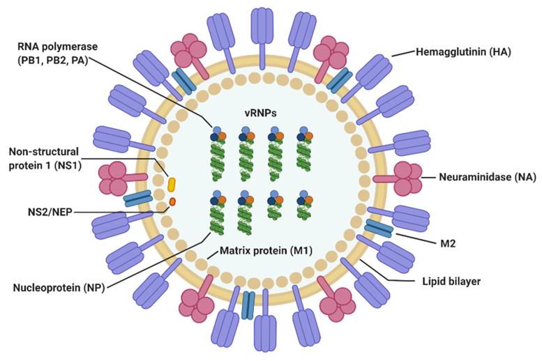 Schematic diagram of the structure of avian influenza virus.
