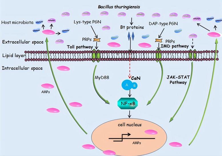 Simplified schematic of innate immune mechanisms activating synthetic AMP signaling pathways in response to Bacillus thuringiensis and its toxins.