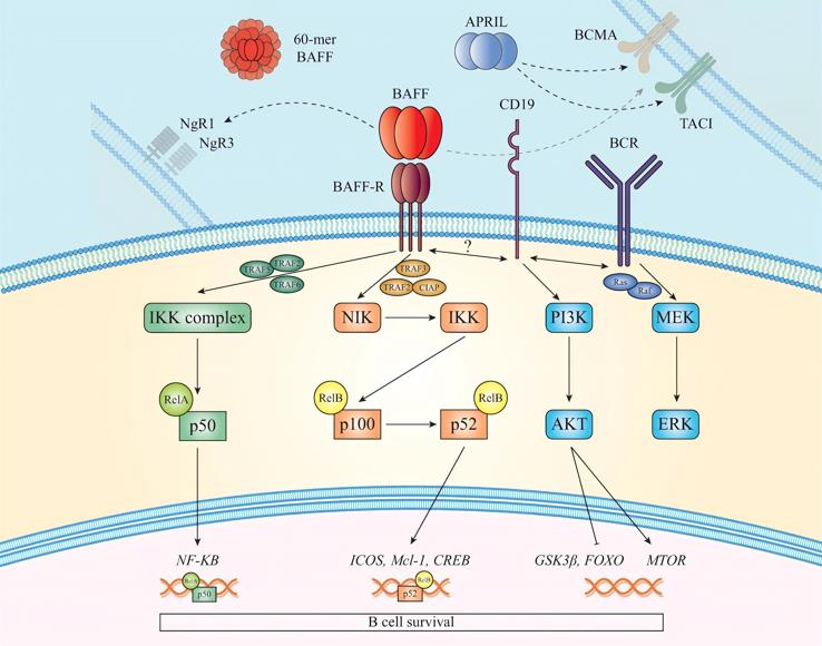 Schematic diagram of BAFF and BAFF-R signaling pathways.