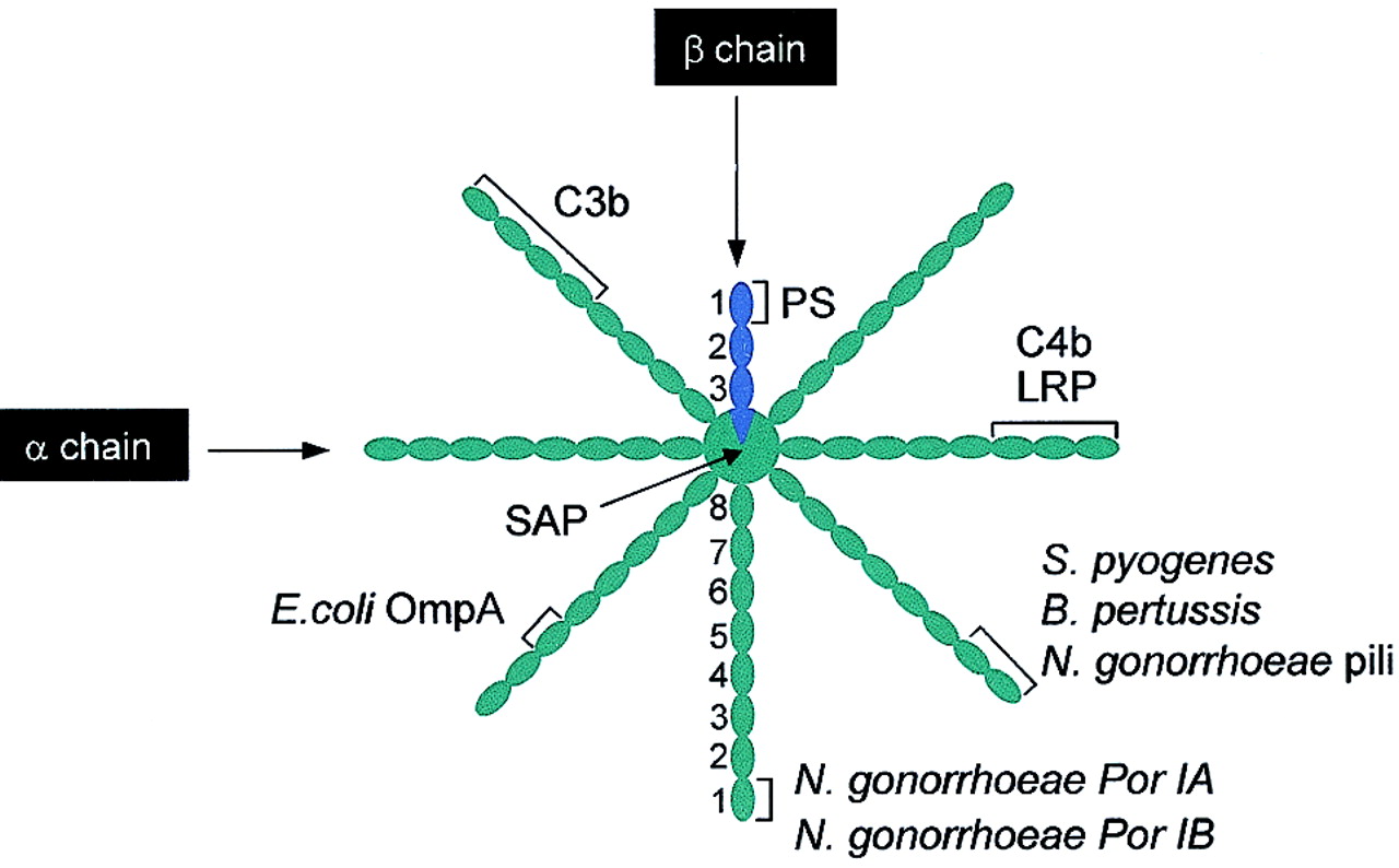 Structure of C4BP.