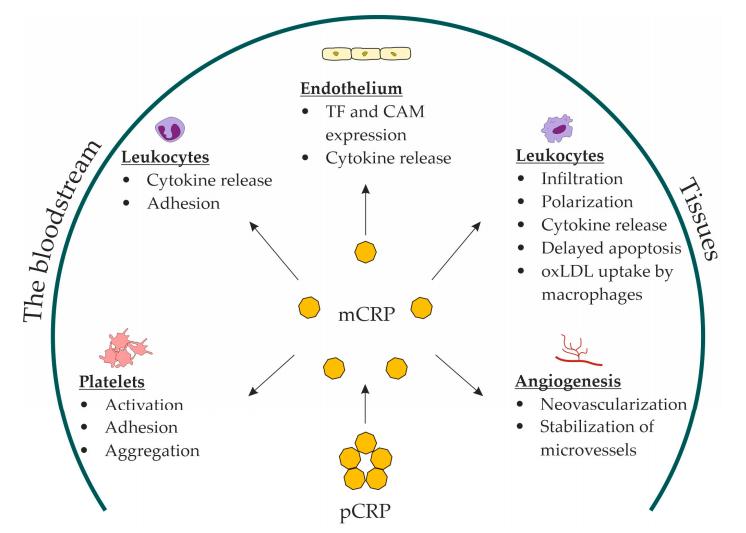 Fig.1 CRP function. (Melnikov, et al., 2023)