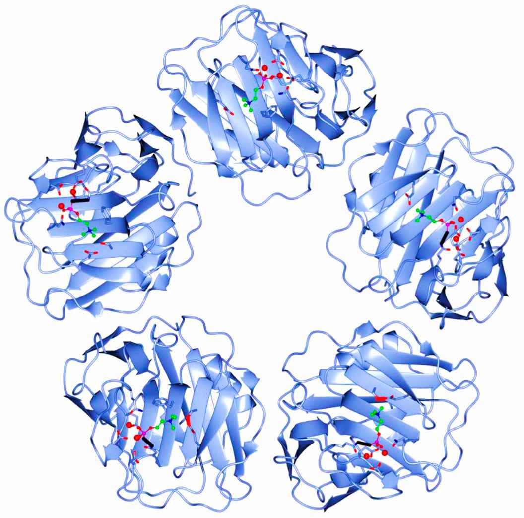 Pentameric structure ofc-reactive protein.
