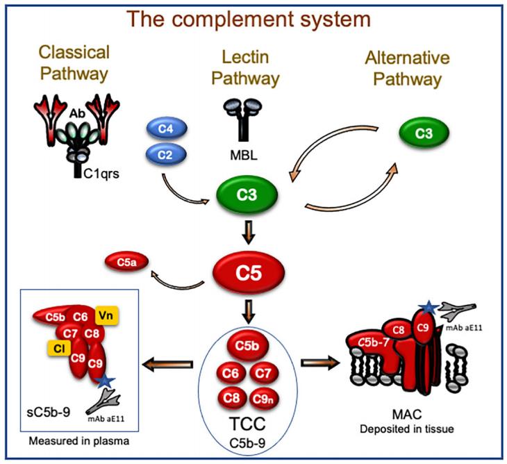 The complement system with a focus on the terminal C5b-9 complement complex.