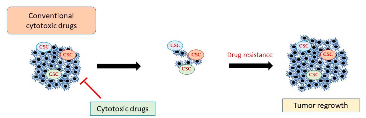 Fig.1 CSCs can escape conventional anti-cancer drugs, resulting in tumor recurrence. (Shibata and Hoque, 2019)