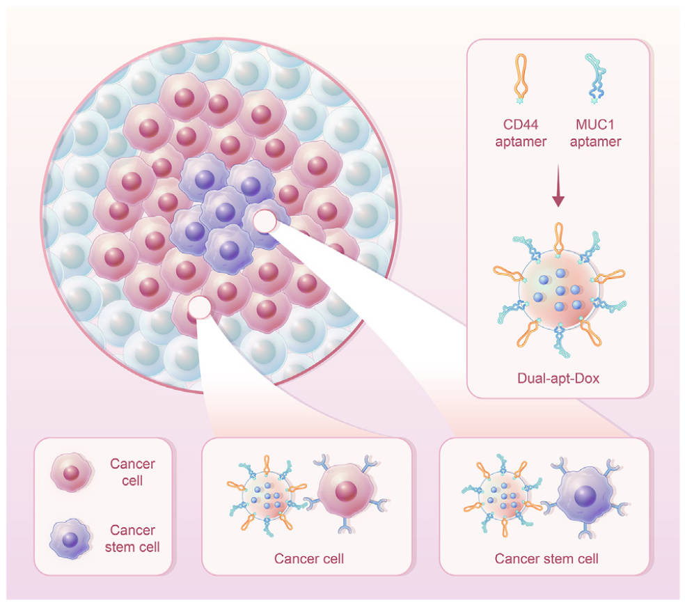 Fig.2 Diagram of Aptamers Targeting CSCs. (Liu, et al., 2023)
