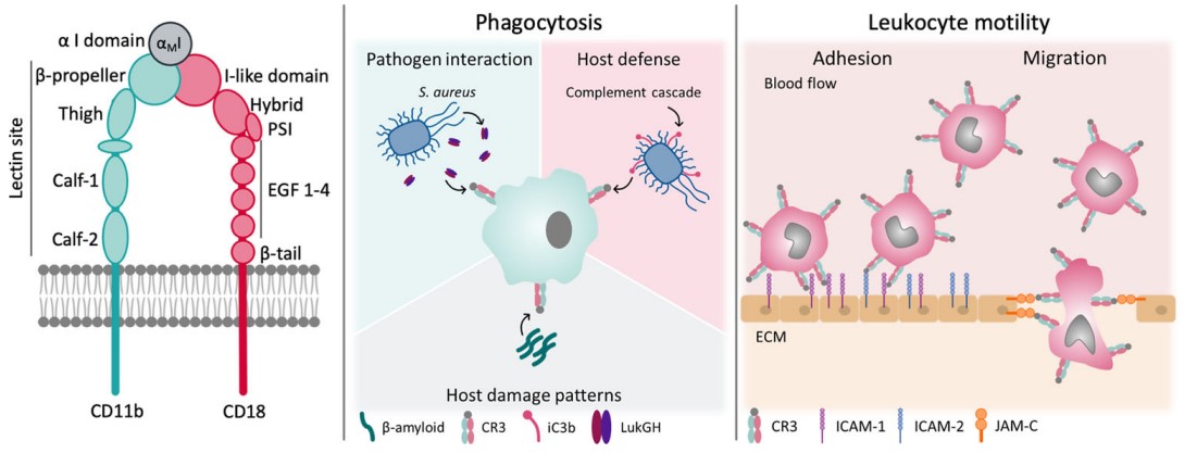 Fig.1 Overview of structure and function of CD11b. (Lamers, Plüss, and Ricklin, 2021)