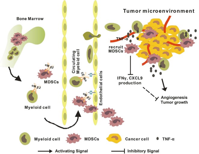 Fig.2 A schematic illustration of how CD11b deficiency inhibits colorectal cancer (CRC) tumor growth. (Zhang, et al., 2015)