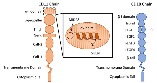 Fig.1 The β2 integrins: heterodimeric proteins with CD11a-d Alpha chains and CD18 Beta chains structure. (Blythe, et al, 2021)