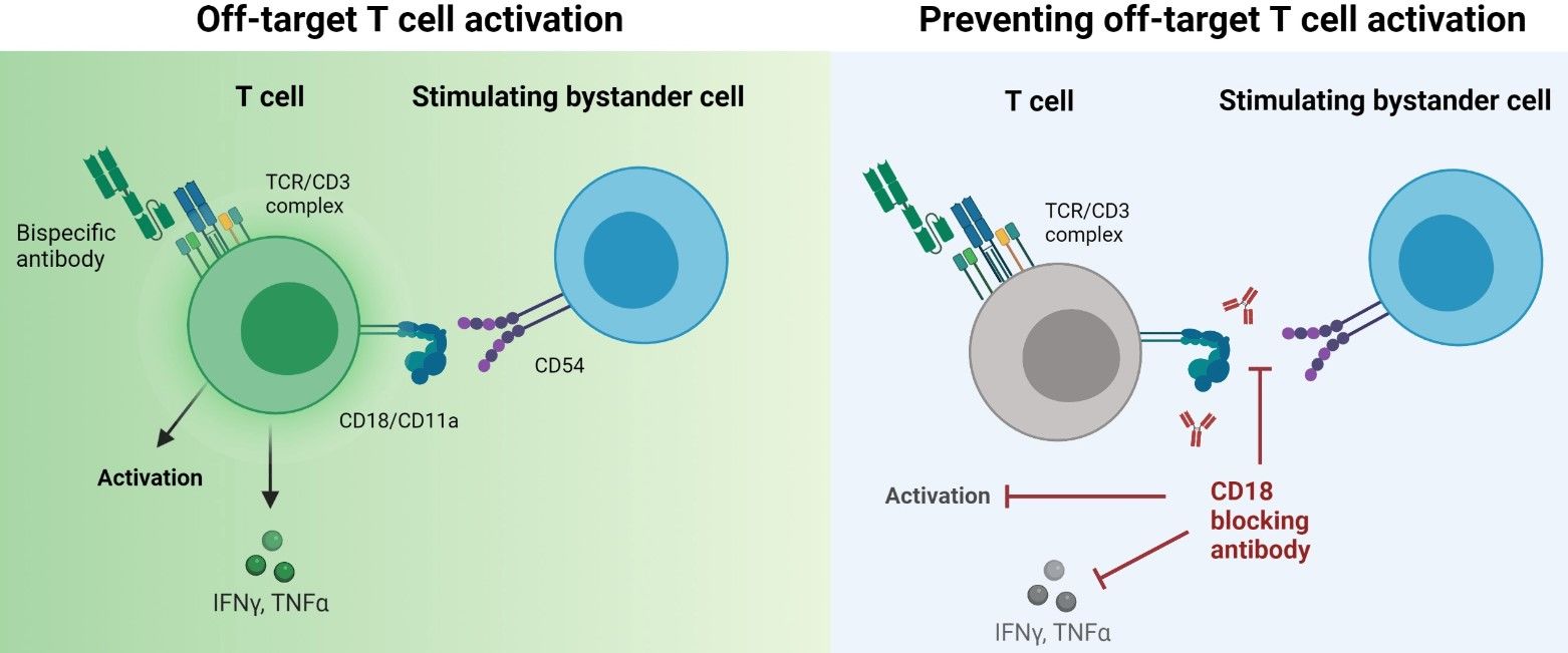 Fig.2 CD18 antibody blocks unwanted off-target T cell activation. (Kauer , et al, 2021)