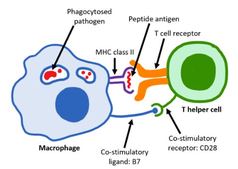 The interaction between CD28 and B7 activates the T cell and immune response.