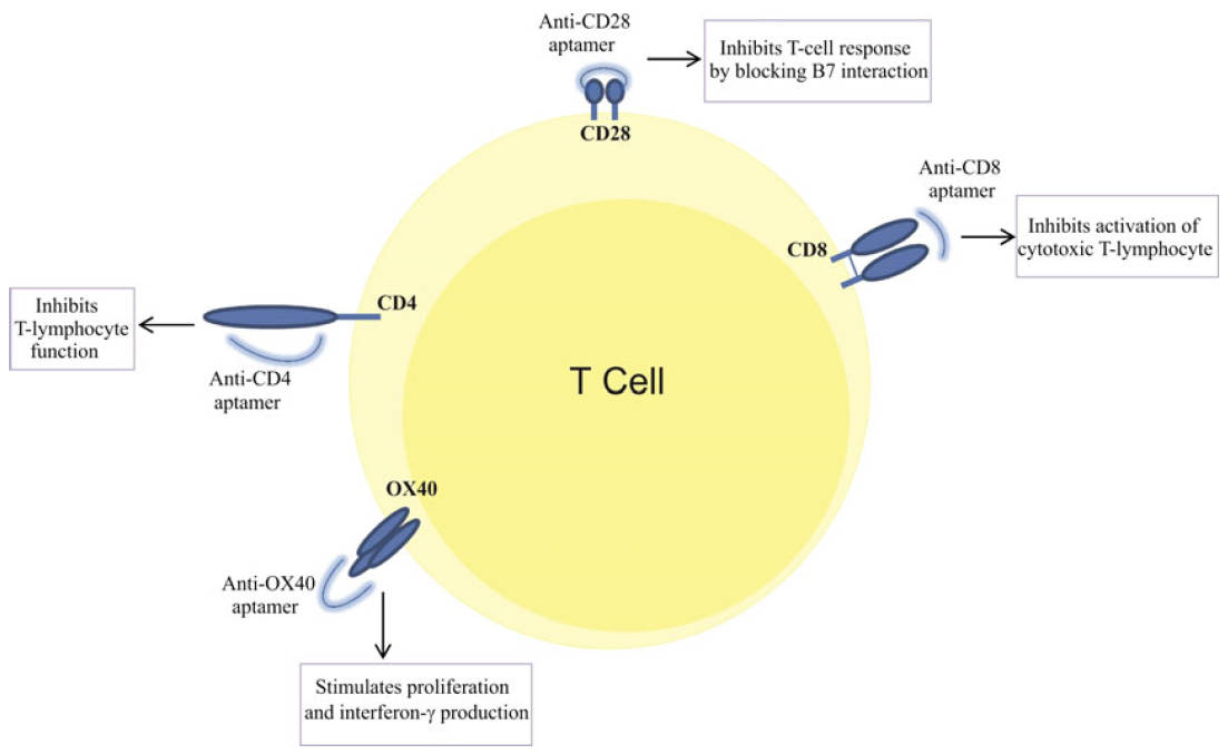 CD28 aptamers' interference with T-cell activation.