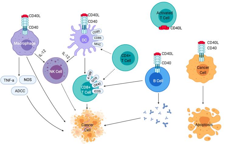 Effects of 40-CD40LG signaling on immune cells and cancer cells.