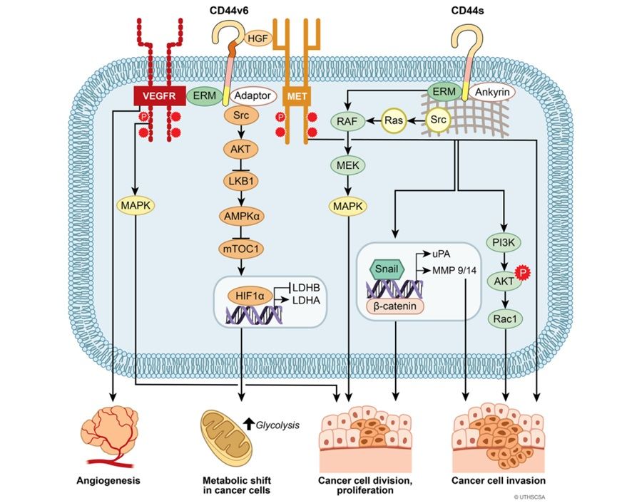 CD4—mediated downstream signaling network.