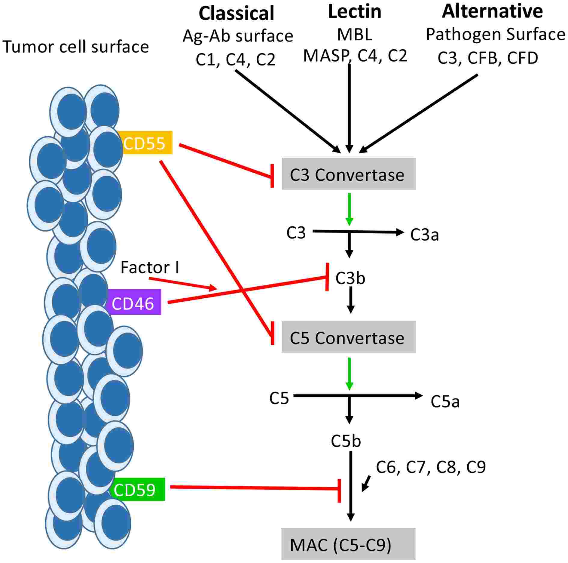 Fig.1 CD59 inhibit MAC assemble in complement signaling pathway. (Geller & Yan, 2019)