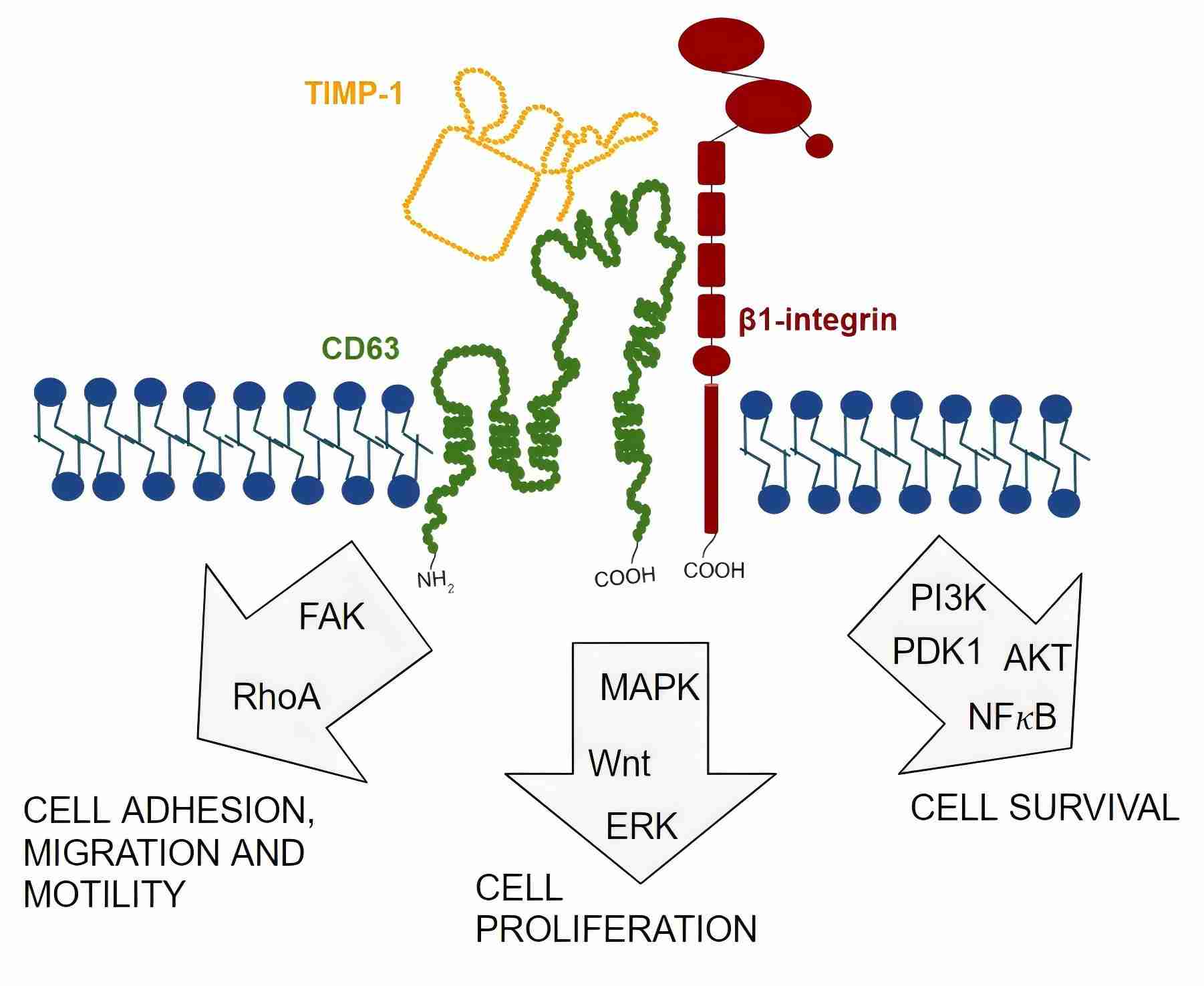 Different intracellular signaling pathways activated by the TIMP-1/CD63/β1-integrin supramolecular complex.