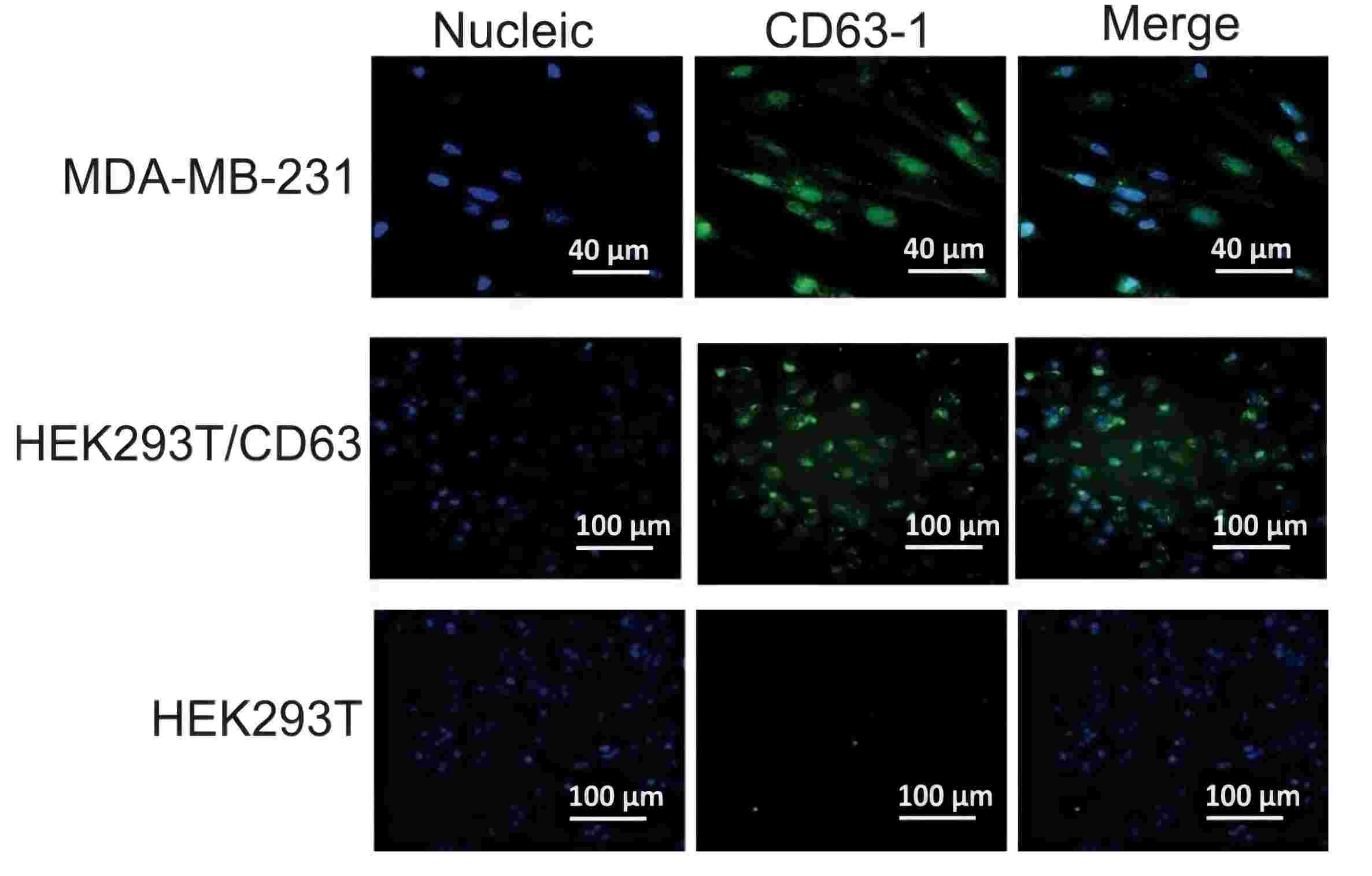 Fluorescence confocal imaging shows specific binding of CD63 aptamer to CD63-positive cells.