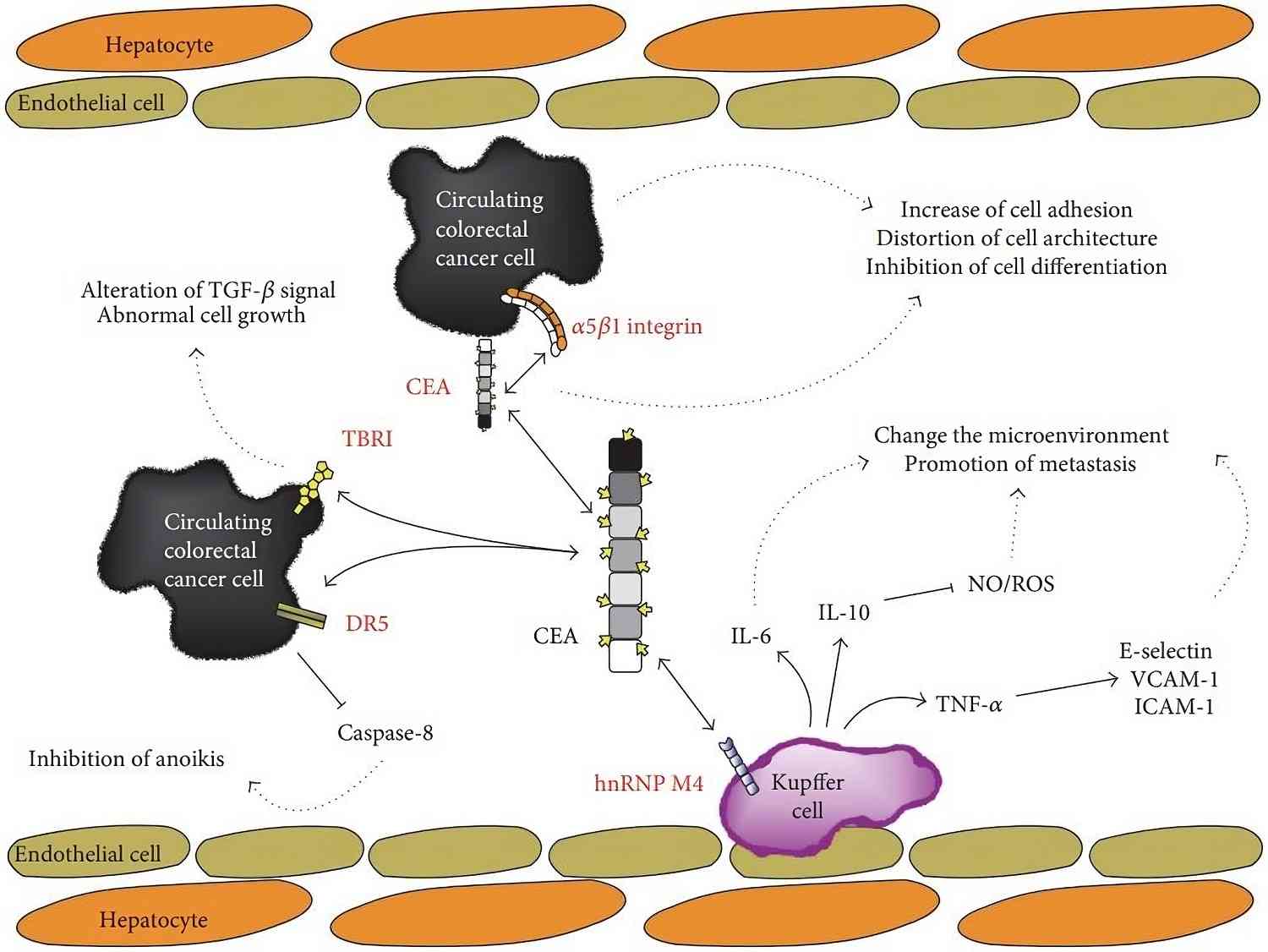 The multiple biological events affected by CEA.