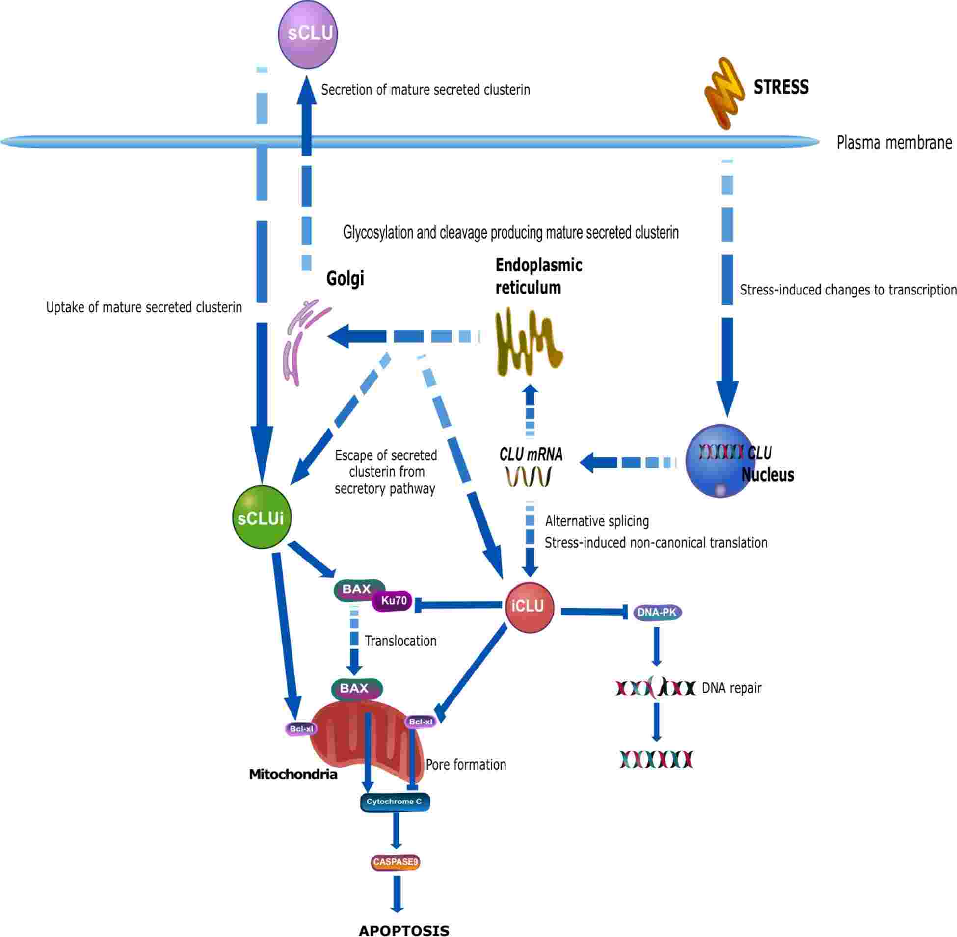 Diagram of clustrein protein secretory pathways.