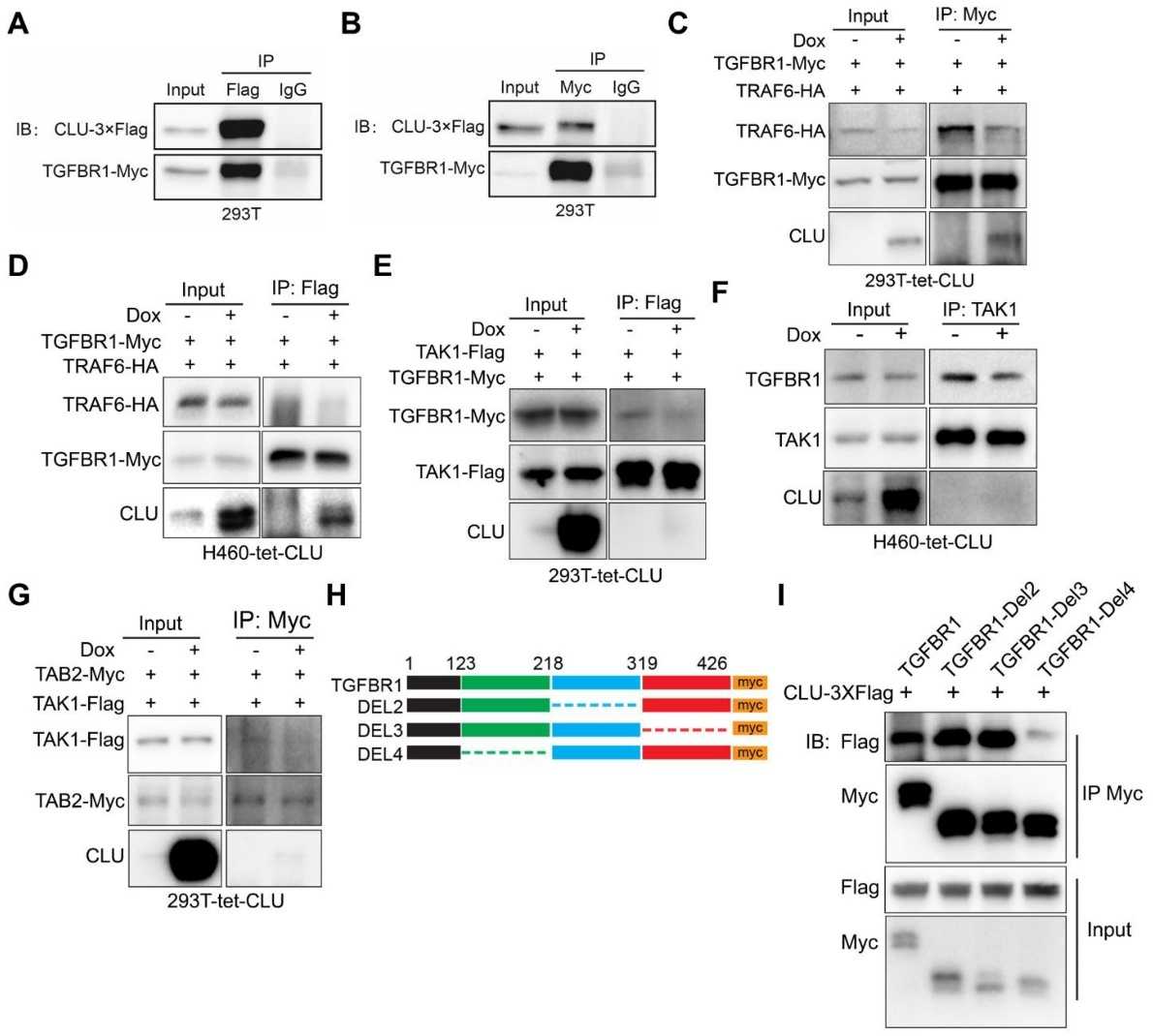 TGFBRl and clusterin reciprocal immunoprecipitation results show that clusterin has tumor suppressive function.