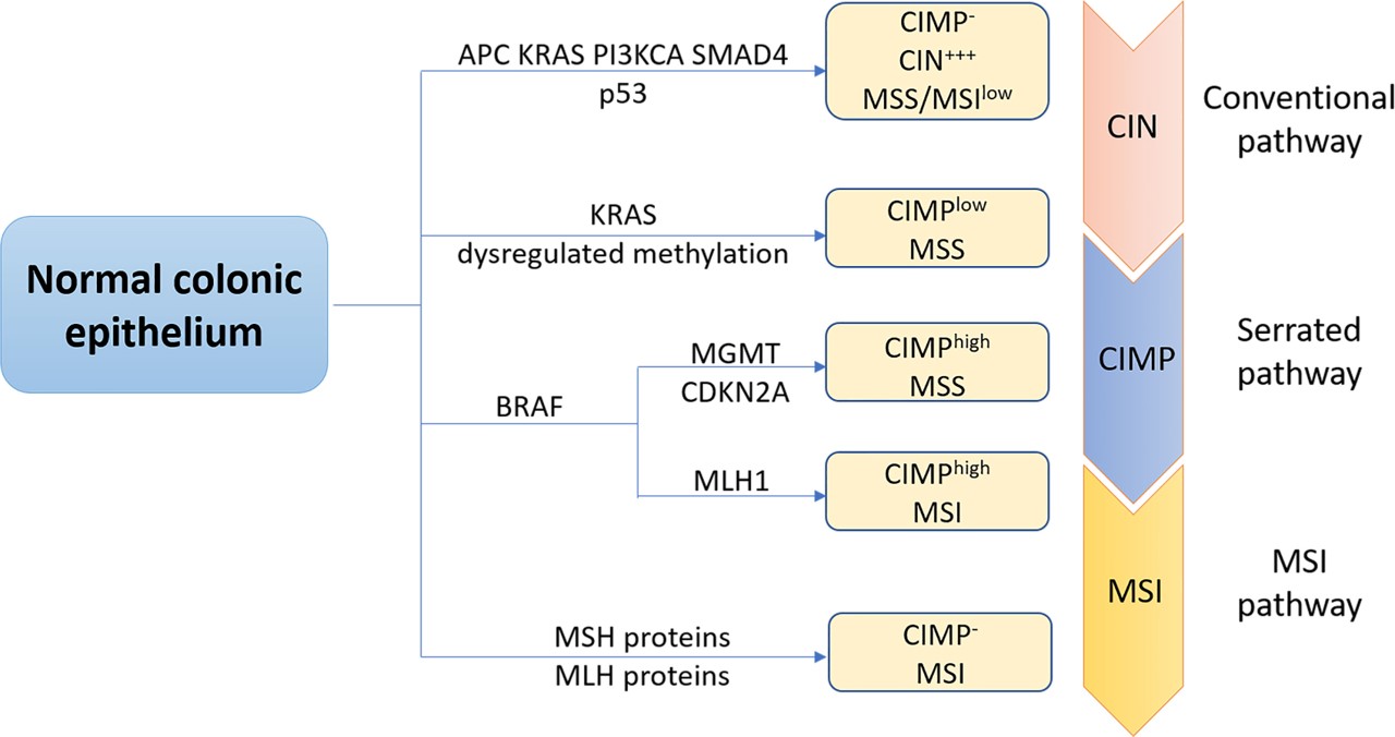 The three major molecular pathways of CRC: chromosomal instability (CIN), CpG island methylator phenotype (CIMP), and microsatellite instability (MSI).